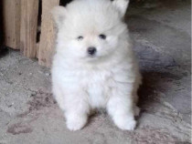 Baietel pomeranian