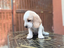 Cățeluși deosebiți Beagle