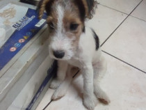 Cățelușă FOX-TERRIER