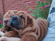 Catei Shar Pei adorabili