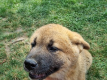 Akita American akita inu - fata disponibila 2 luni jumate