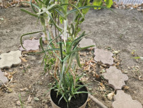 Aloe Vera planta