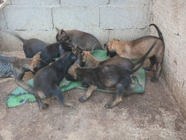 Catei ciobanesc belgian malinois