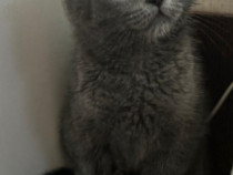 Pisicuța Scottish Fold Blue