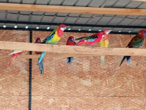 Papagali rosella