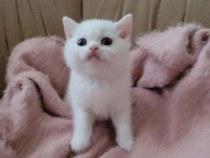 British Shorthair white