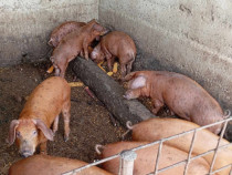 Purcei metis Duroc