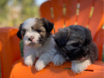 Pui de bichon shih tzu