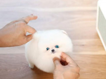 Pomeranian mini boo