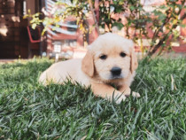 Pui Golden Retriever