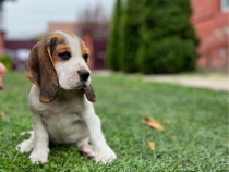 Catei beagle tricolori