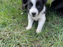 Border collie catei