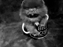 Pomeranian teacup boo puppies