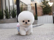 Pomeranian cu capul rotund și botic mic mini boo