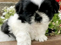 Shih-tzu talie mica