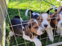 Căței beagle tricolor