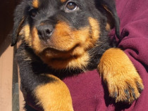 Pui Rottweiler talie înaltă!