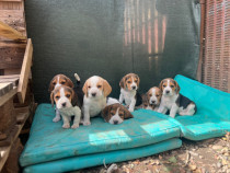 Puiuți Beagle Deosebiți