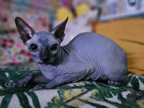 Vand pisica Sphynx