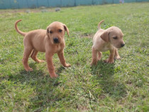 Copie catelusi Vizsla de vanatoare, mascul si femela 2 luni