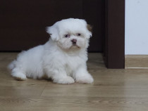 Pui shih-tzu alb deosebit