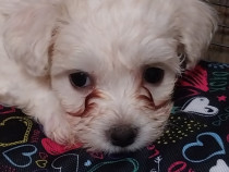 Pui BICHON mini. CRAIOVA