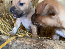 2 femele de amstaff