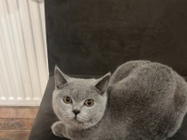 British Shorthair Blue