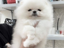 Pomeranian mini boo