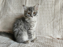 Scottish straight silver tabby