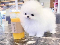 Pomeranian mini boo