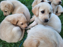 Catei Labrador vaccinati si cu carnet de sanatate