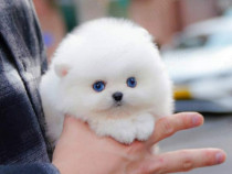 Pomeranian Ursuleț!Boo mini puppy