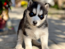 Puiuți Husky Siberian