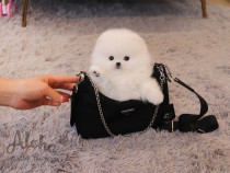 Pomeranian mini boo