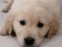 Golden retriever pui