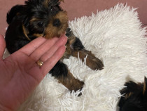 Yorkshire terrier mini toy