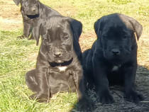 Pui cane corso - născut în data de: 09.09.2024