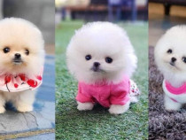 Pomeranian mini Ursuleț