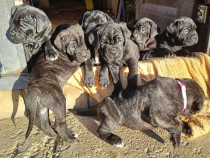 Pui Cane Corso masculi/femele