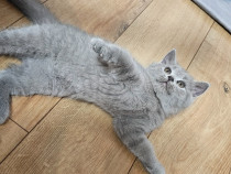 Pisoi pisici British Shorthhair Scottish Fold