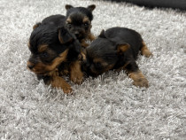 Yorkshire terrier mini toy !!