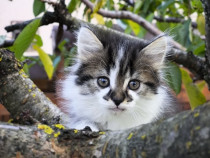 Pui pisica Metis Scottish Fold foarte frumosi si jucăuși