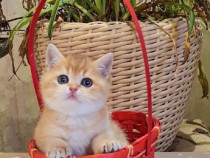 British shorthair puiuți