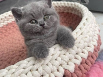 British shorthair blue