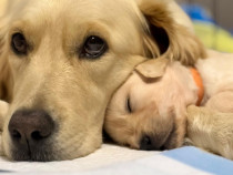 Pui Golden Retriever