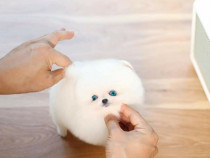 Pomeranian Boo puppy asigur transport