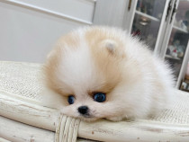 Pomeranian puppy teeacup mini boo