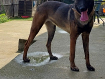 Femelă Ciobănesc belgian malinois