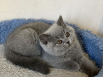 British shorthair pisoiași